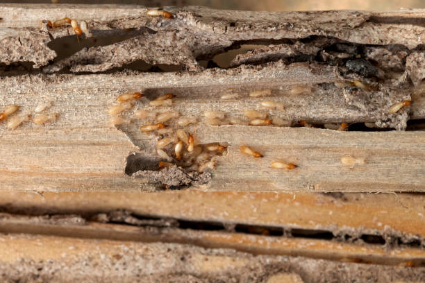Best Residential Pest Control  in Janesville, MN